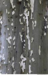 Tree Bark